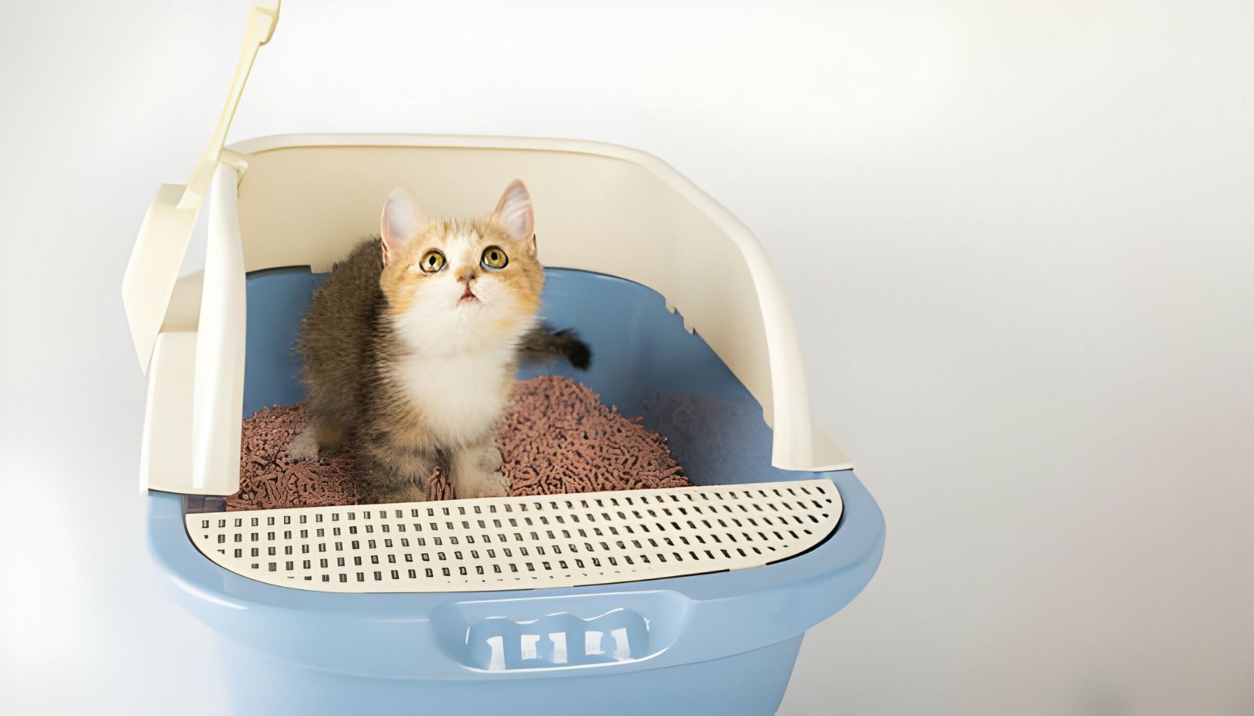 Can I Change the Location of My Cat's Litter Box