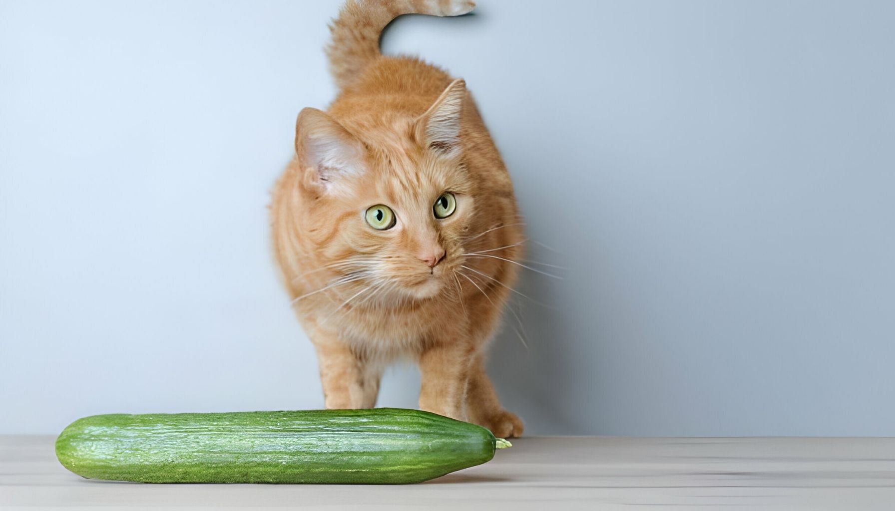 Why Are Cats Scared of Cucumbers